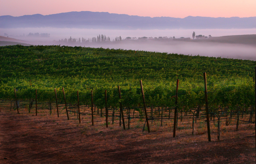 Our Iconic Carneros Winery The Gloria Ferrer Story